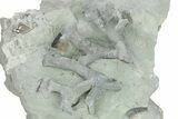 Shale With Fossil Bryozoan Colony - Mt Orab, Ohio #208468-2